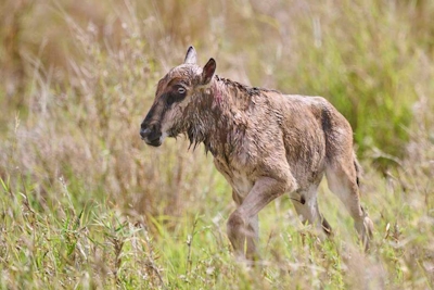 Kruger Safari Lodge Newborn Wildebeest