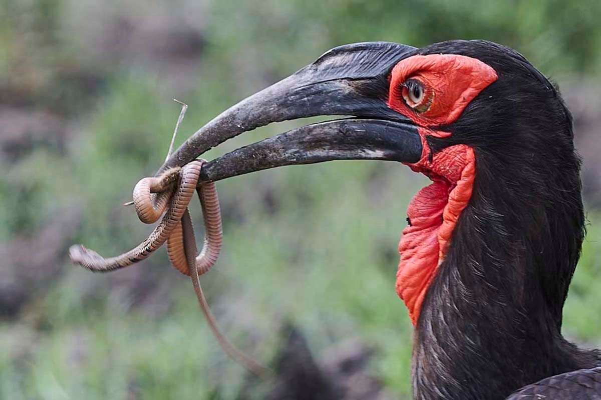 Kruger Safari Lodge Ground Hornbill