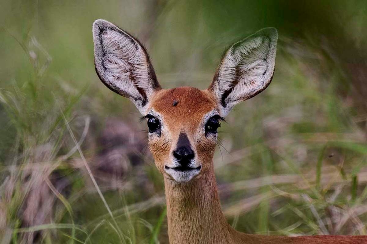 Kruger Safari Lodge Duiker