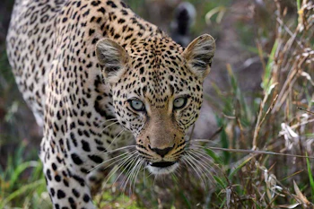 Kruger Safari Lodge Leopard