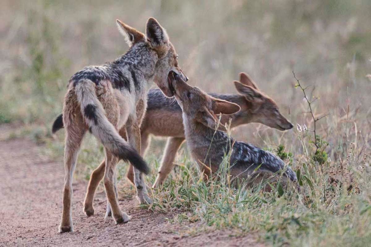 Kruger Safari Lodge Jackals