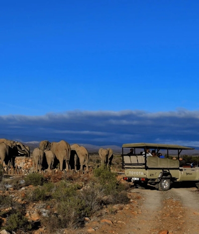 Gondwana Family Lodge at Sanbona Wildlife Reserve Elephants